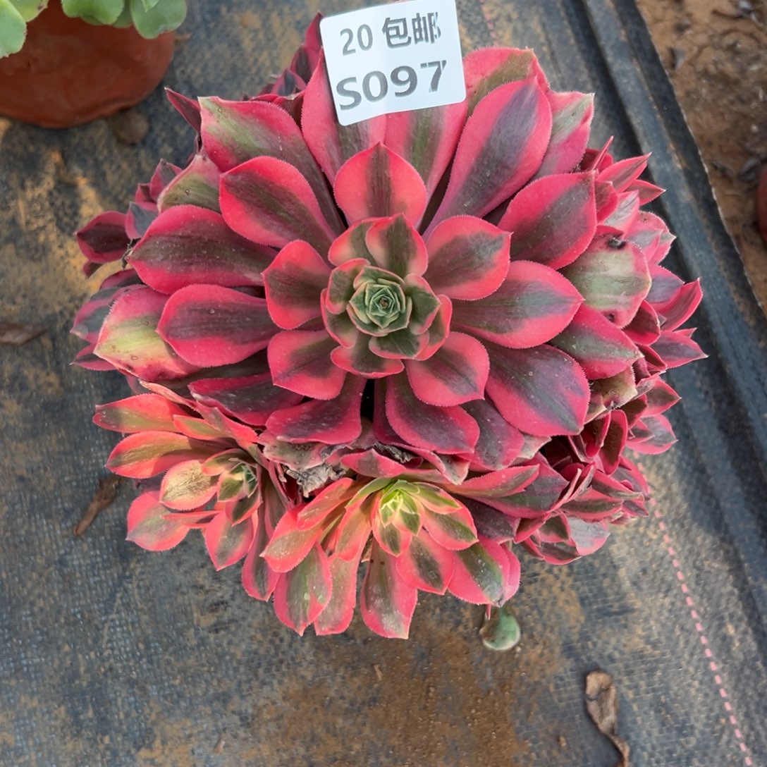 p***美097女妖，多肉法师