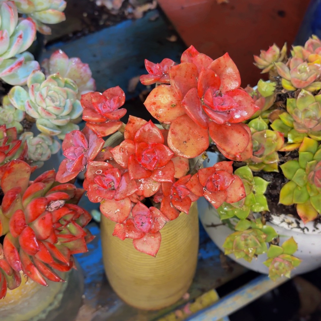 光***狂老桩精品肉肉彩虹糖