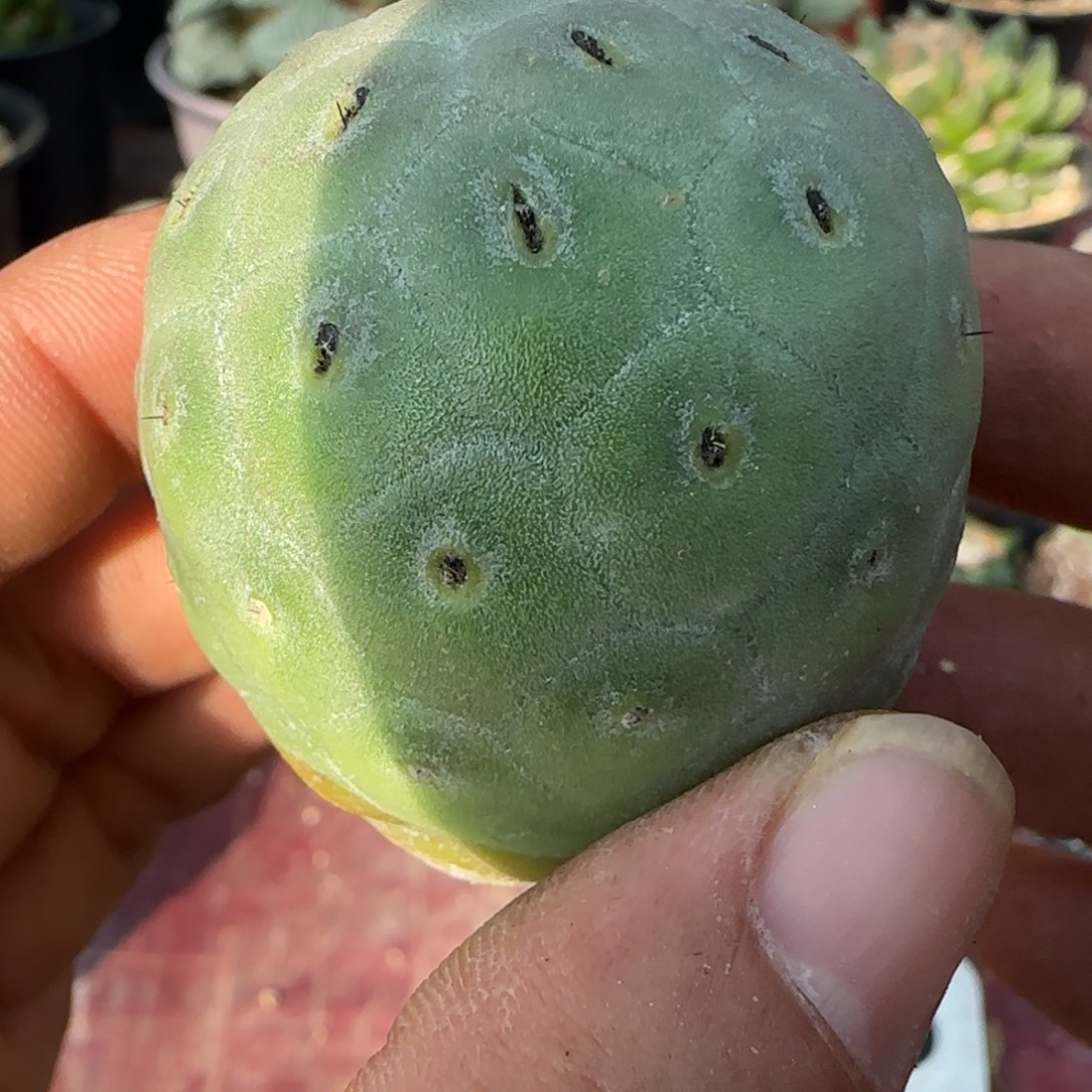 无花朵有根陨石坑