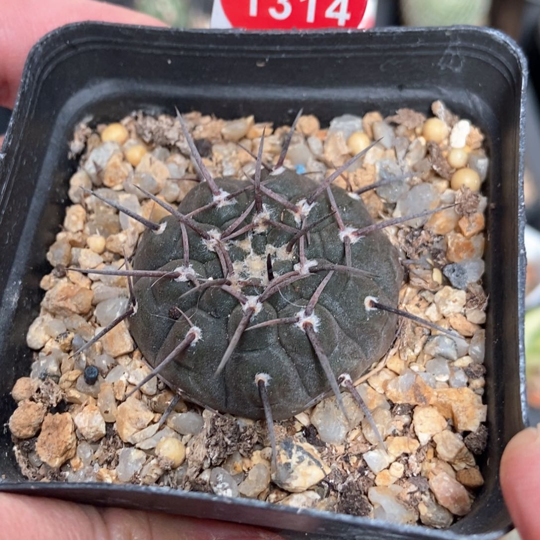 实生黑刺武勋丸杂交3.5cm