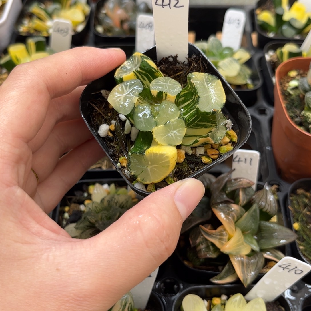 412玉龙万象锦一物一拍