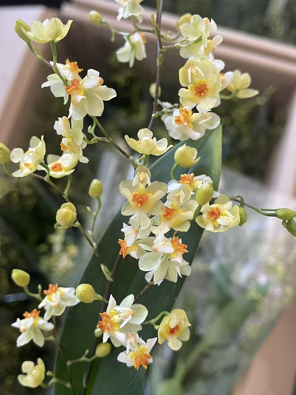 【米白色】梦香兰2-4支盆栽奶油浓香爆花美观温柔花期长室内好养