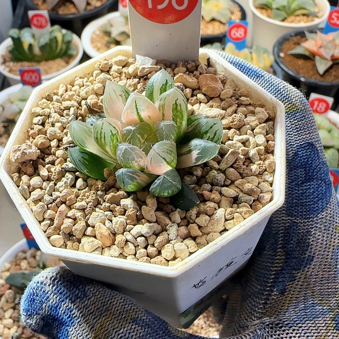 498蓝镜实生锦 4 厘米左右一物一拍带盆土发货