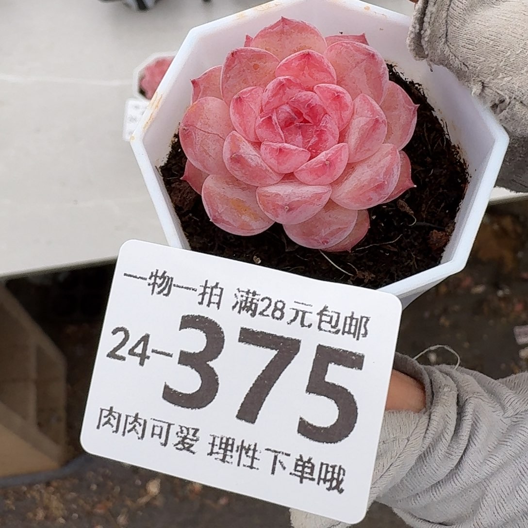 紫霜无盆土发货无