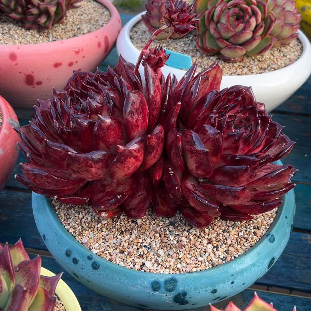 从前慢多肉精选编号0208.5555