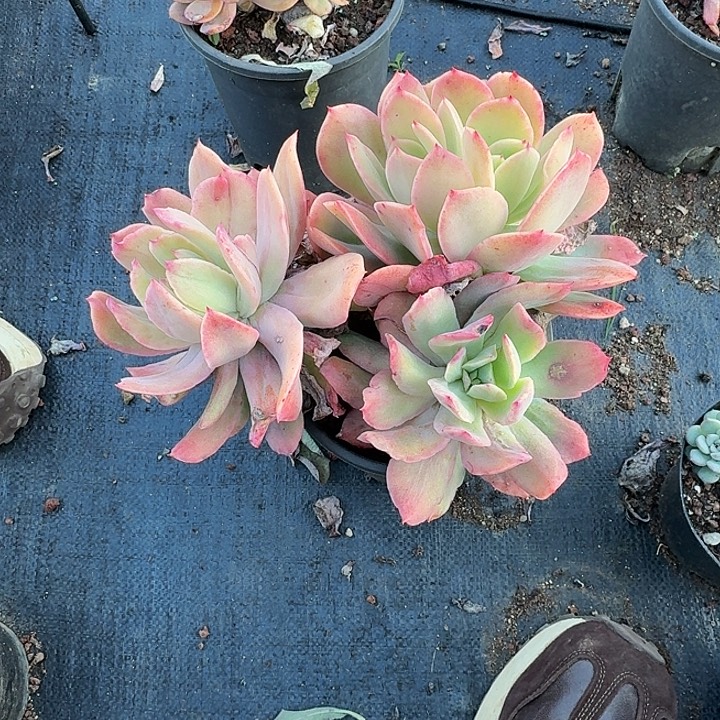 只***j多肉植物一物一拍只爱