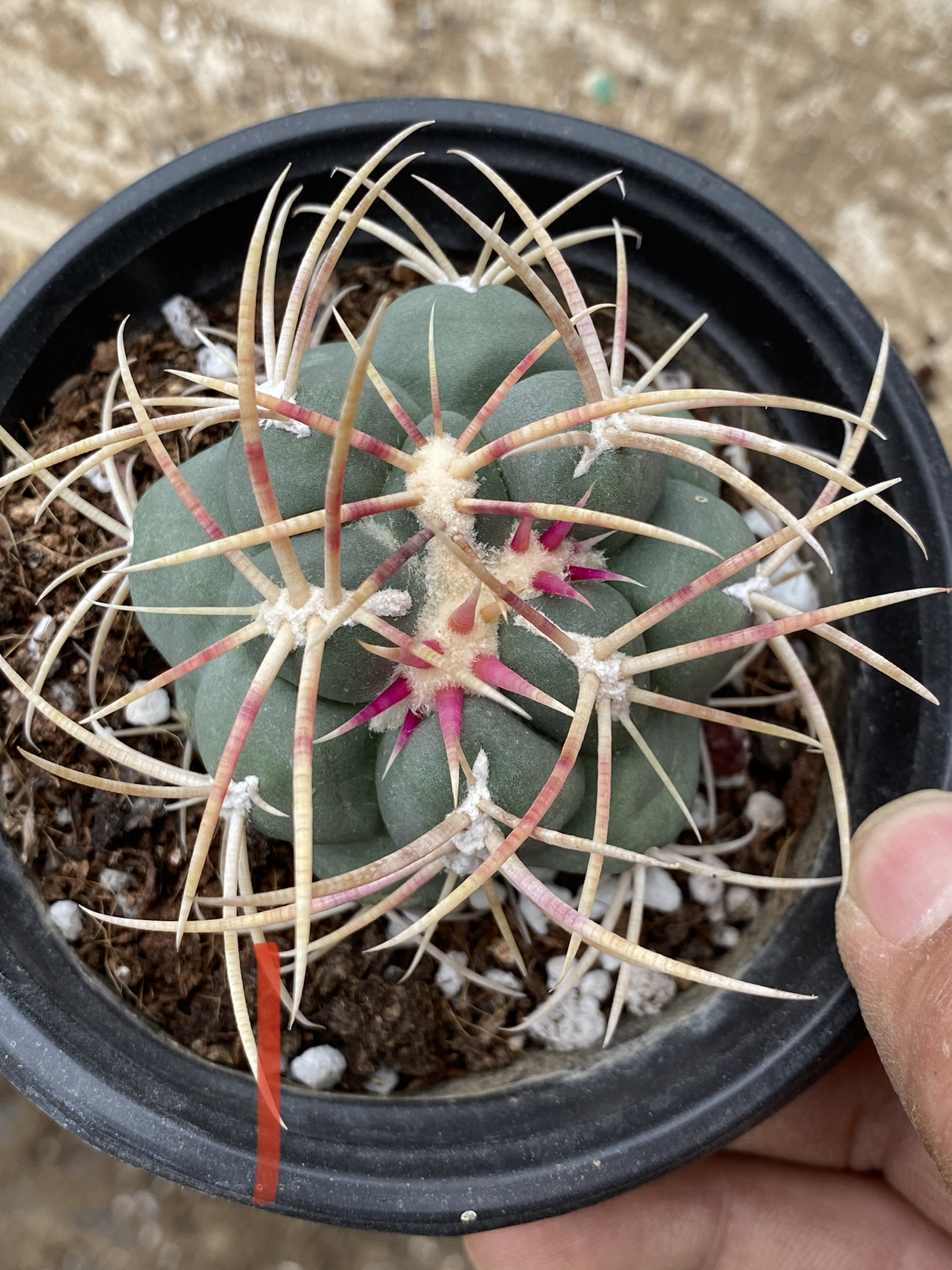 苗掰头落地绯冠龙仙人球，草球根