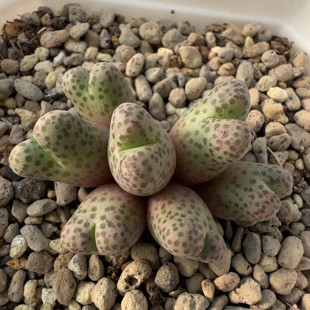 এ***妮11-28-当天满38包邮日系园艺斑马脱土