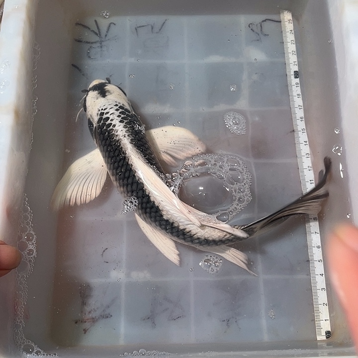 蝴蝶鲤鱼渔场直发22