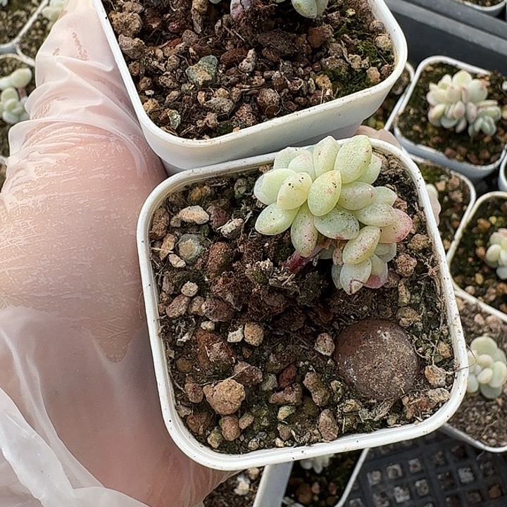 功***茶多肉植物一物一拍