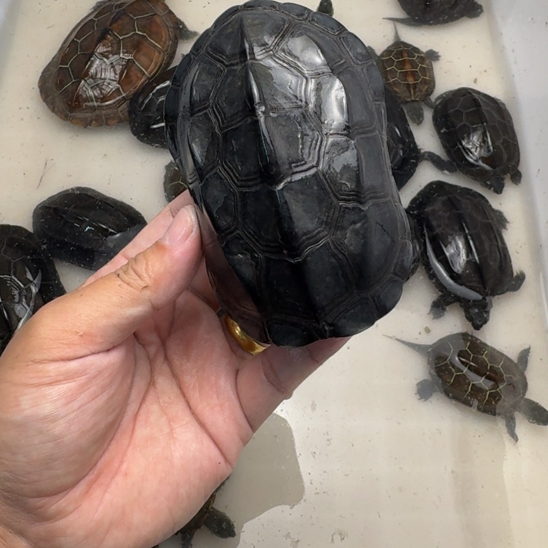 绿毛龟公苏北墨龟