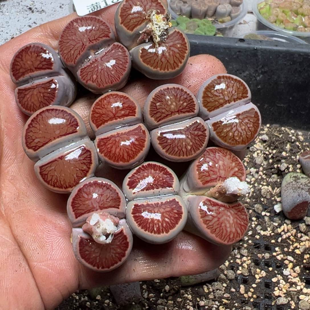 【闪购商品】?***✨ 294。        