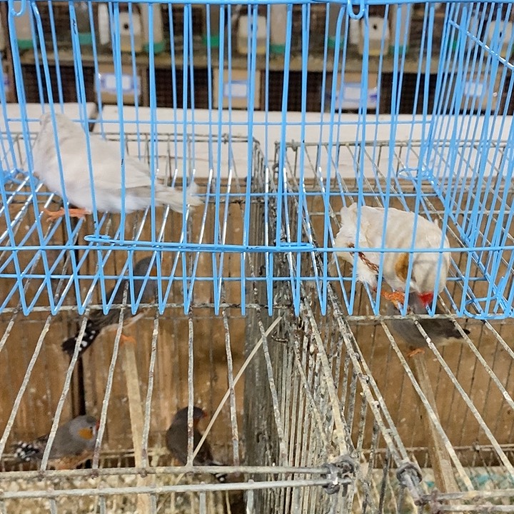 水***珍珠鸟伊莎配泪一对包活到家收到货拍开箱视频