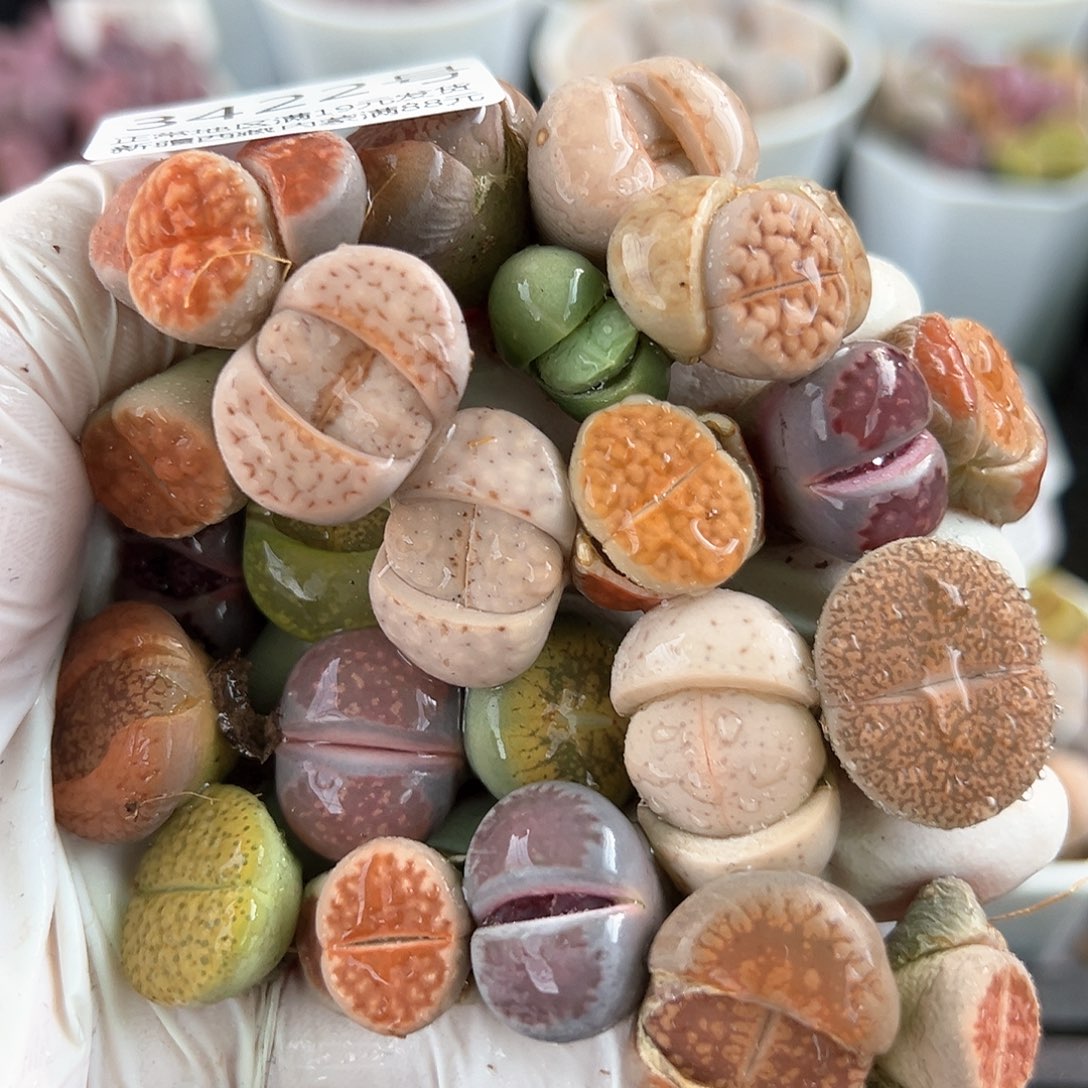 好养易活生石花大母本3422共23颗清框下播福利