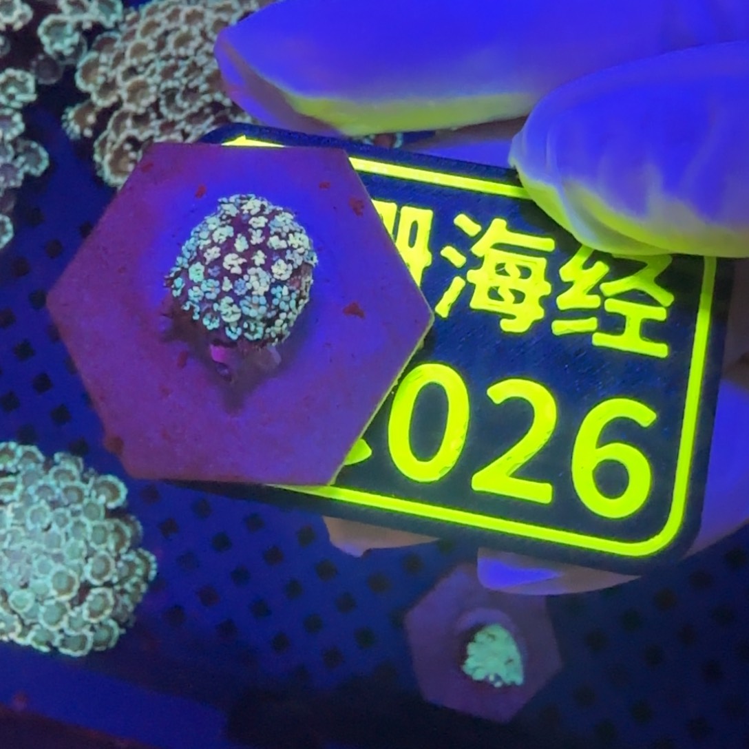 ****。纽扣珊瑚晓晓不包邮幻彩茉莉C026