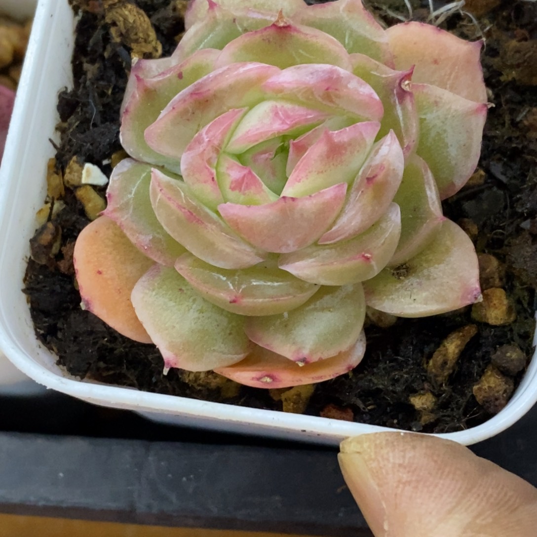 精品多肉一物一一拍不包整404