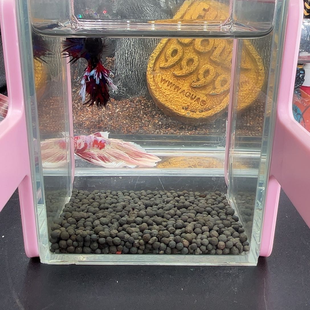 斗鱼14号1219早绣球