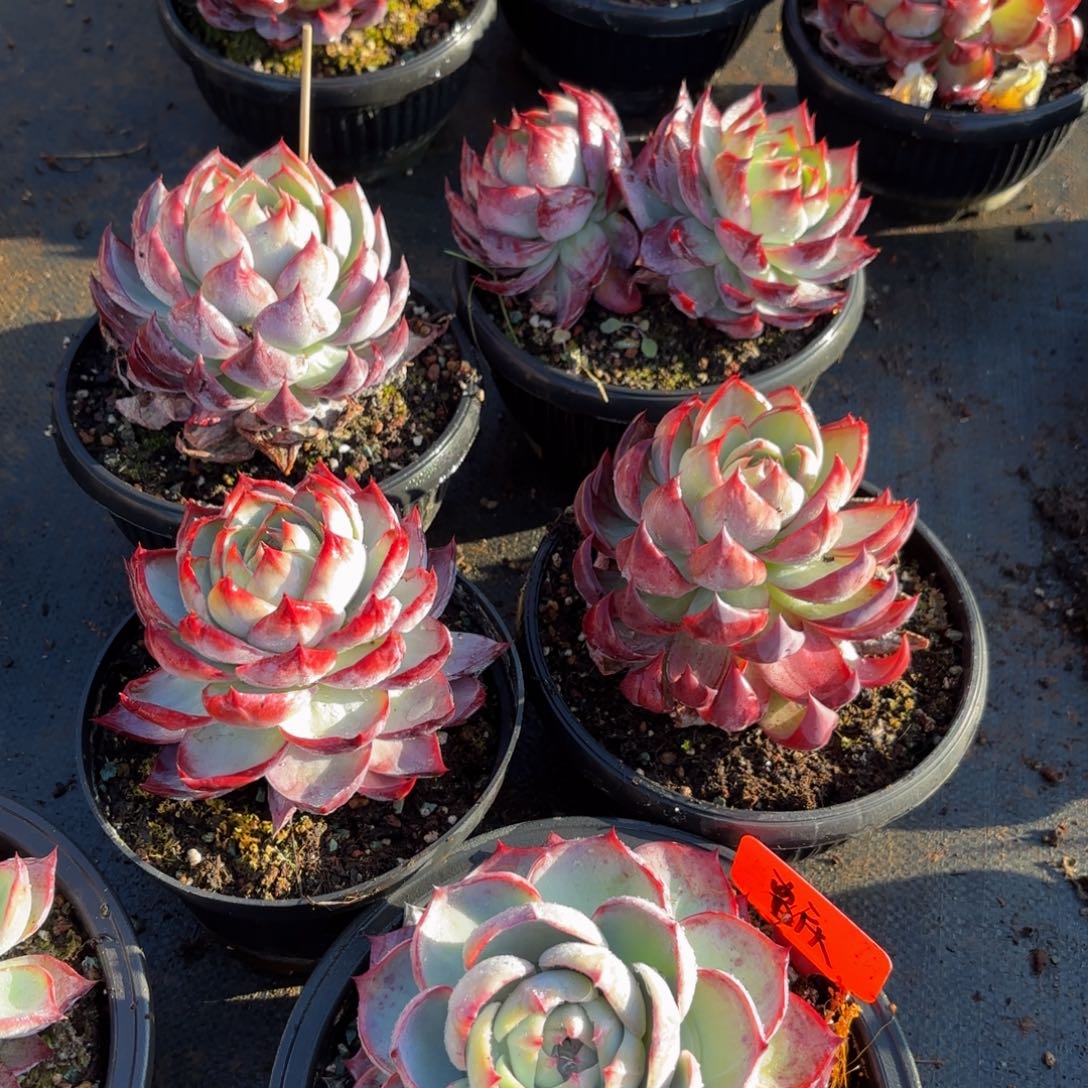 曾***节哈哈哈哈哈哈哈哈哈计划经济