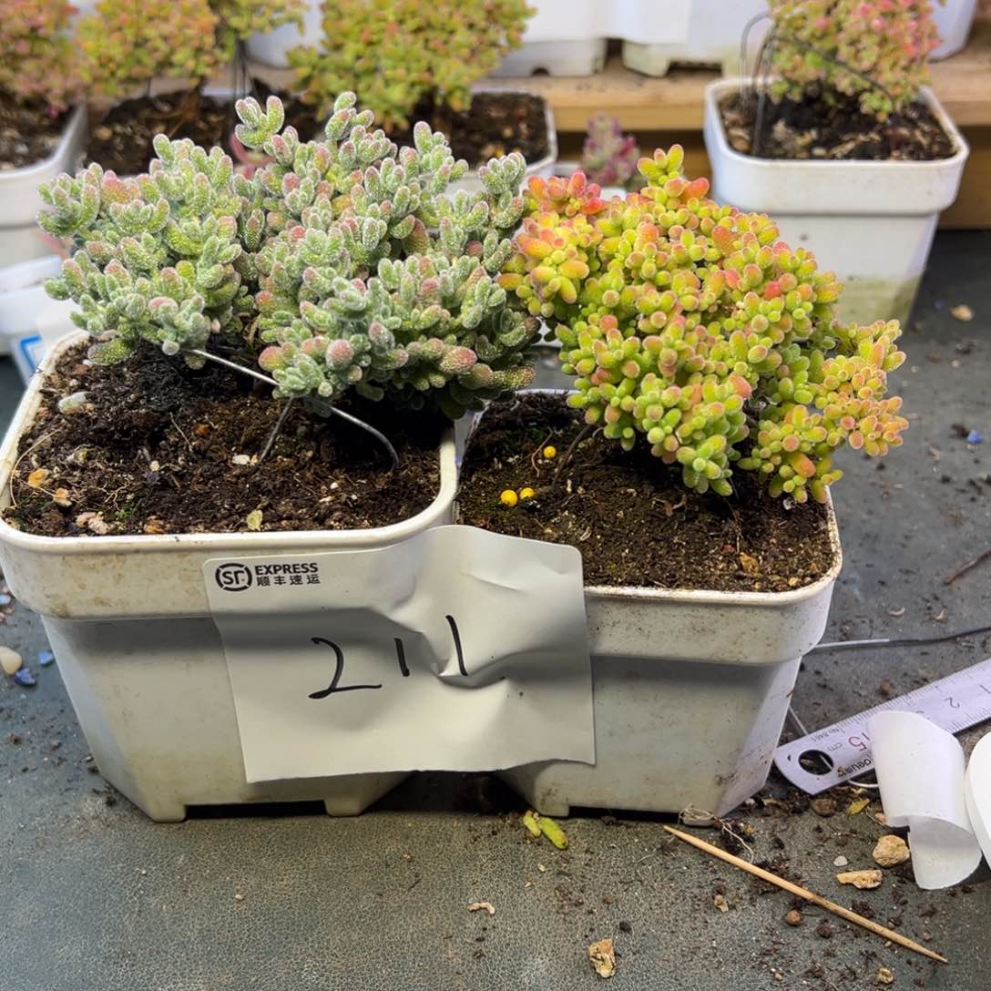 10厘米大冰晶8厘米蜜橘211➕大惊喜