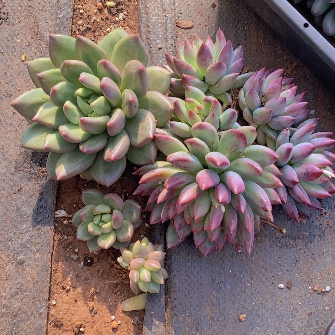 多肉植物植物植物植物