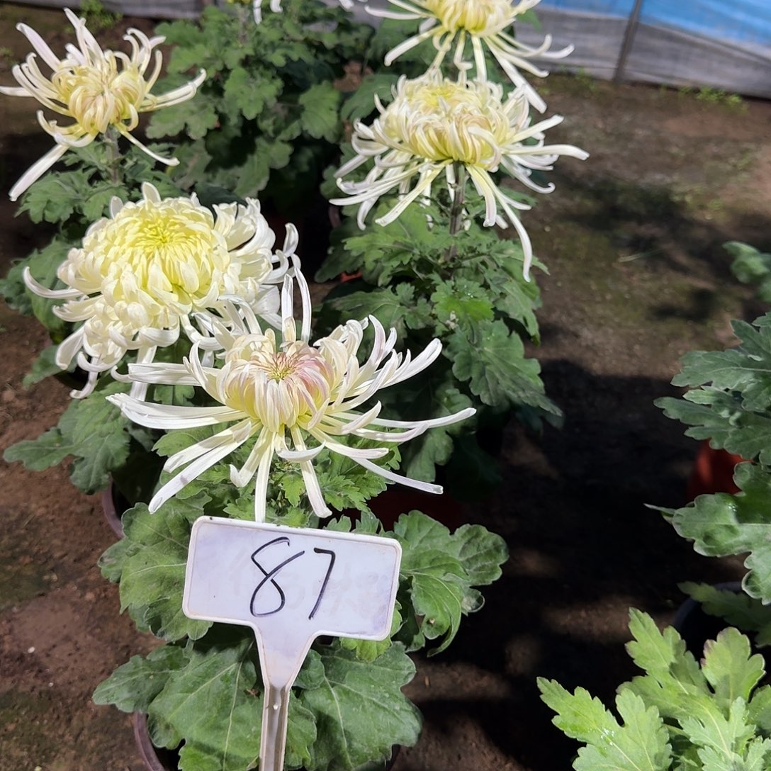 吃***檬大部分花苞少量开放87无名白