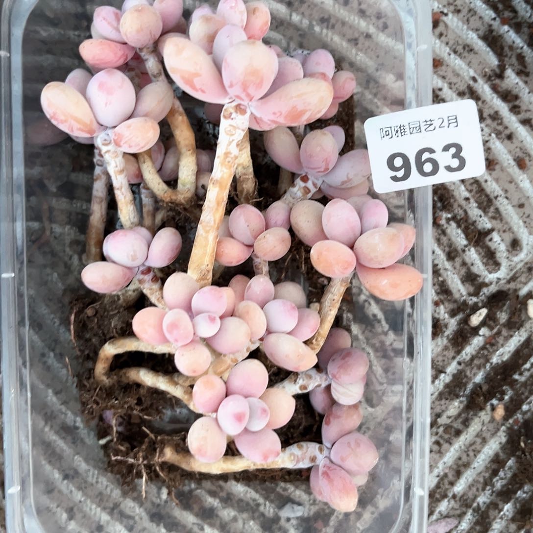 阿雅园艺。      963