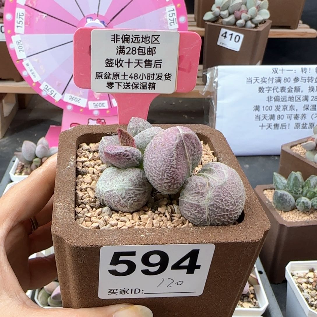 陈*淇594丸叶哈莫猪肝补差多肉植物