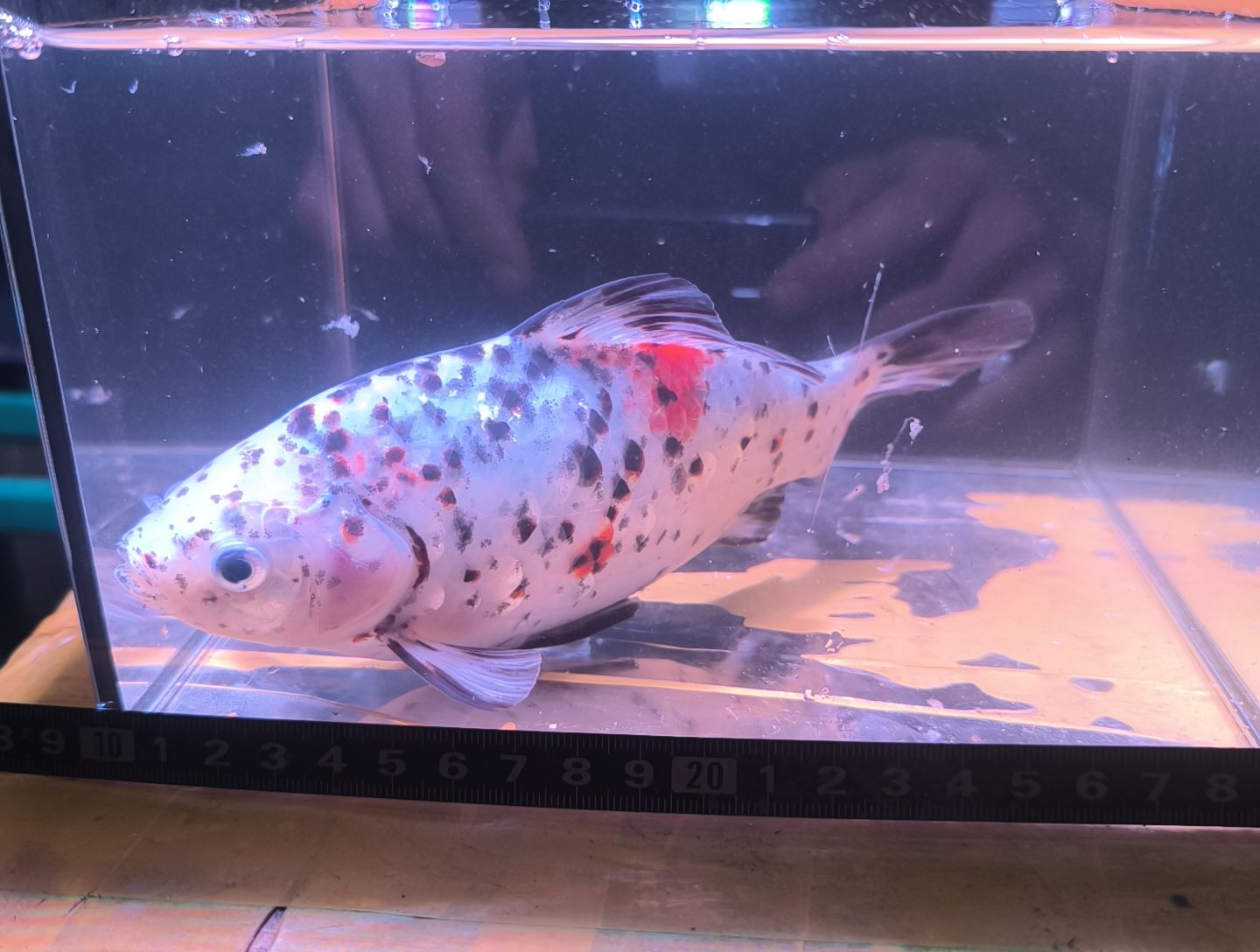 海水鱼品相自鉴全场包邮