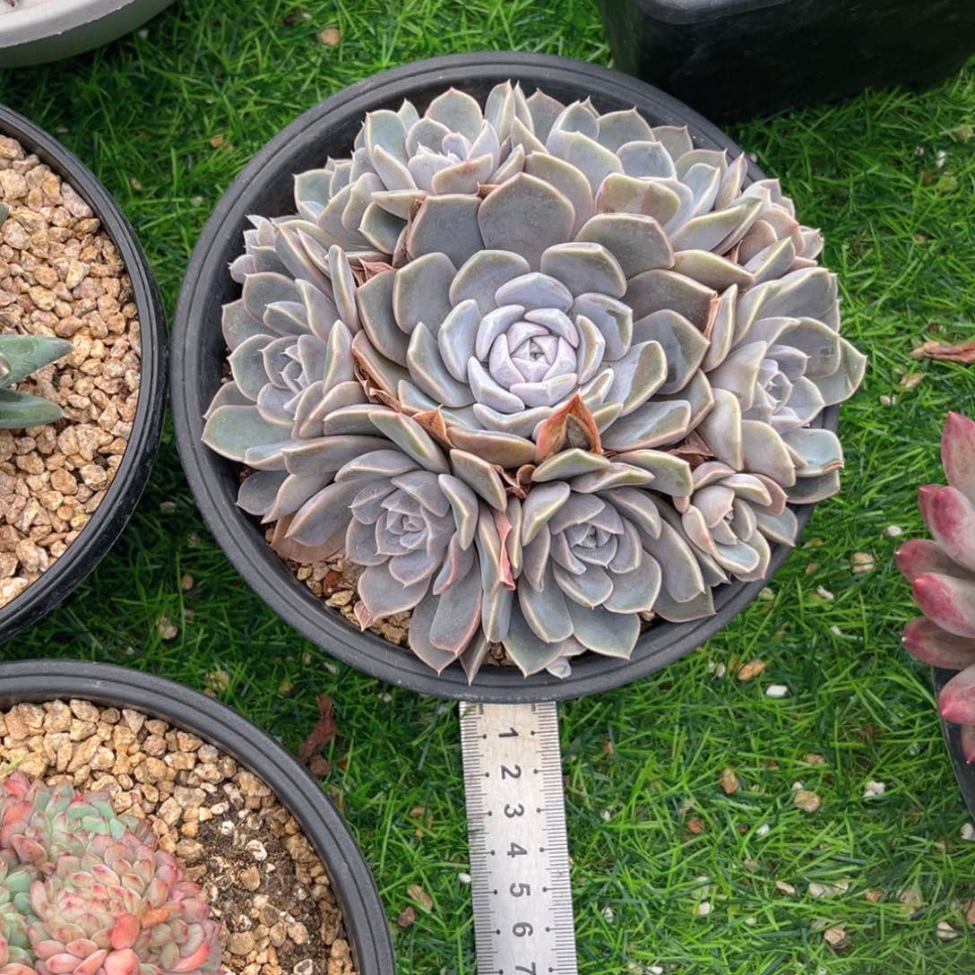 汉堡，luomollloklv