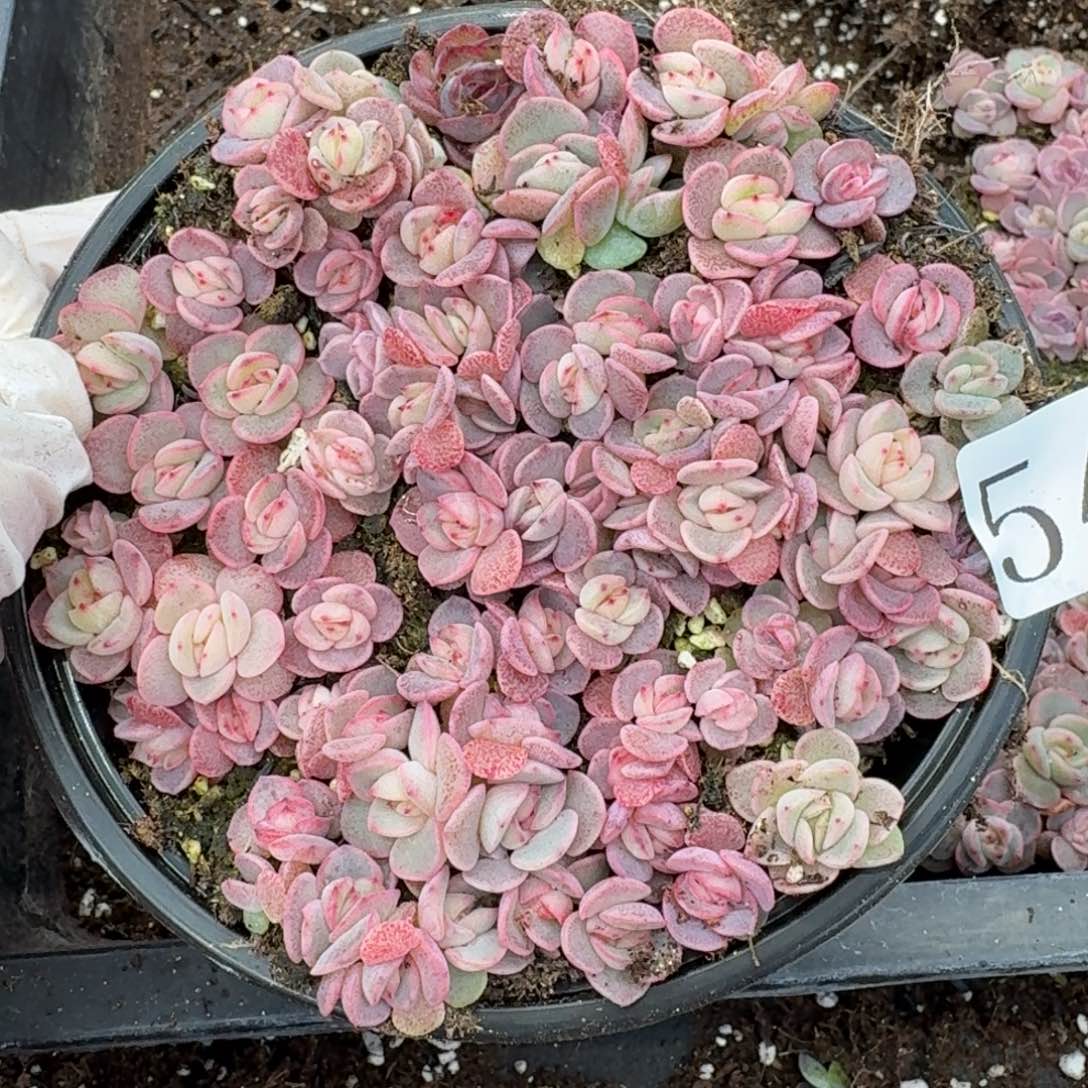 多肉植物多肉植物544