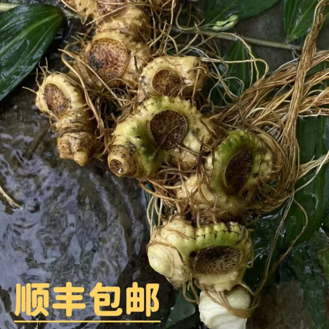 野生多花老虎~姜土特产可用于煲汤泡酒仙人余粮