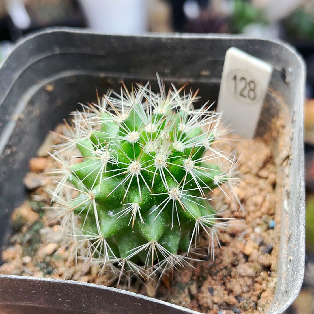 非偏远地区满25裸根发货仙人球