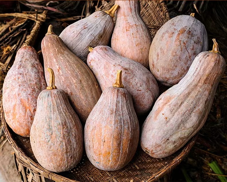 云南南瓜临时链接