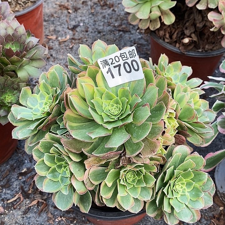 1700 一颗奶白法师