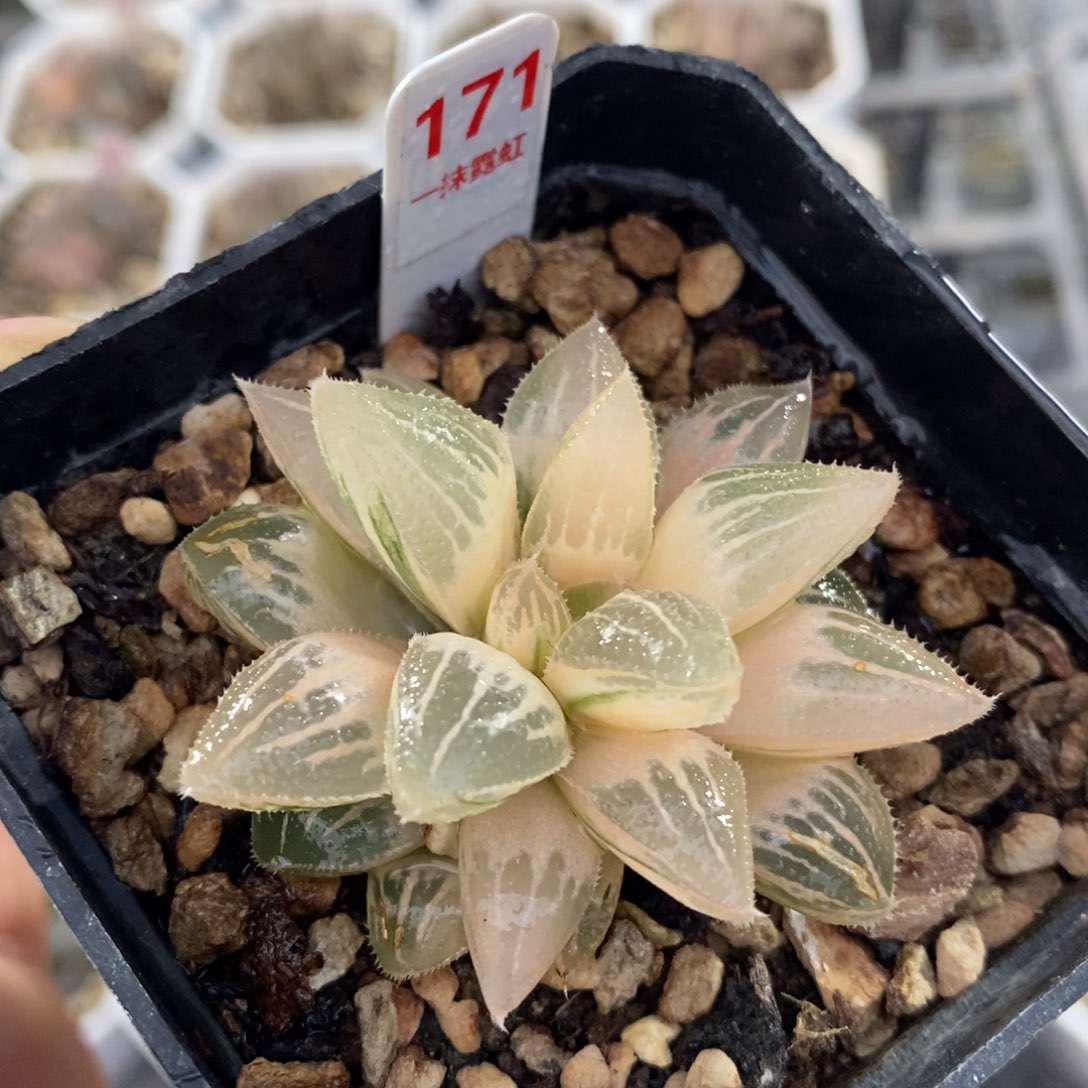 不开花植物171冰沙糖