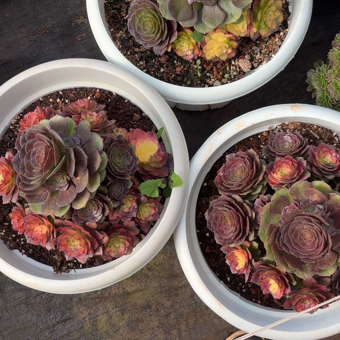 林***⁷云南多肉植物海王七彩