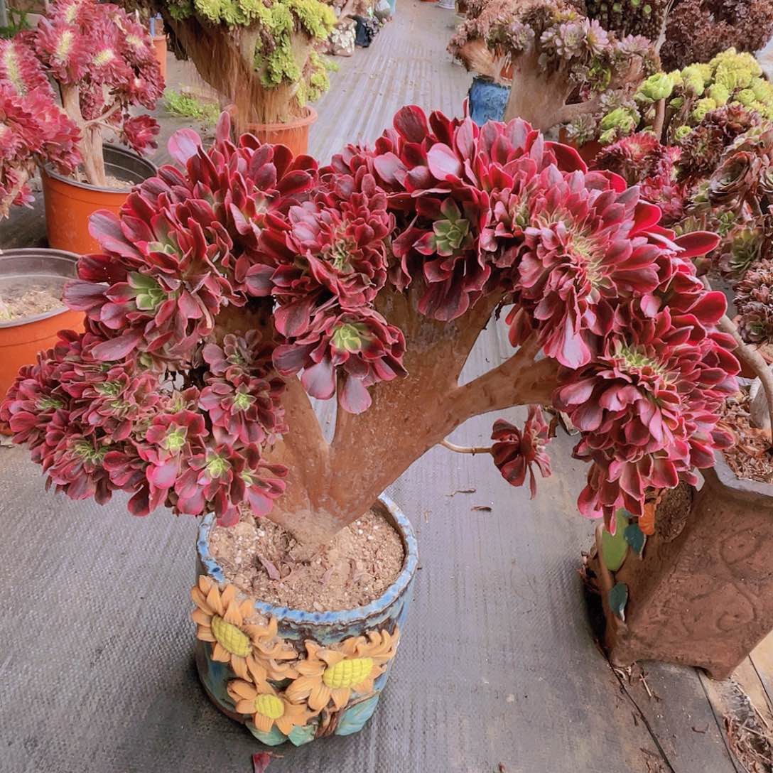 【闪购商品】无花朵美杜莎