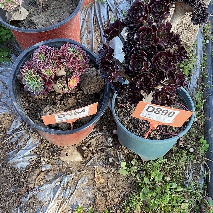 D964D890朝霞黑缀化老庄