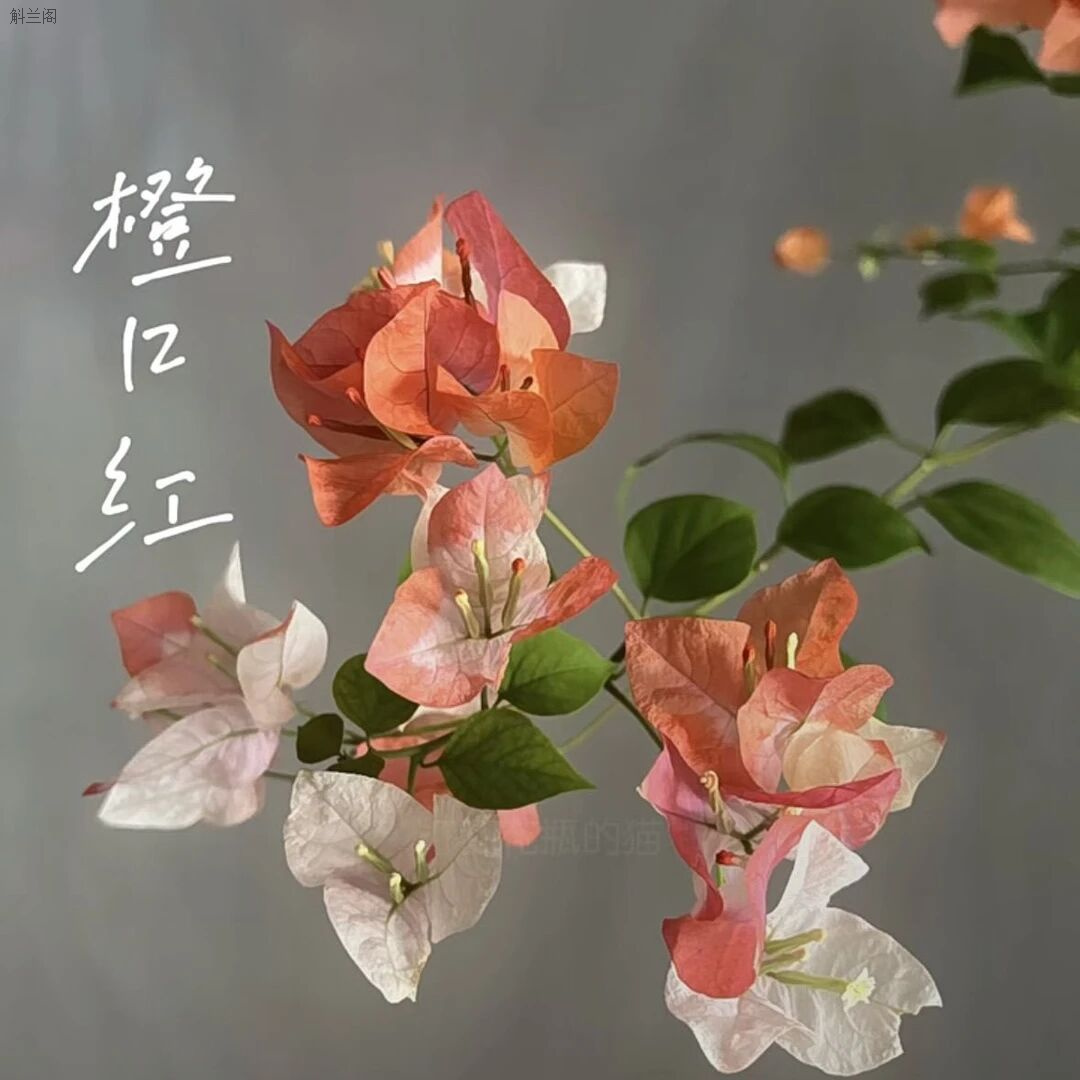 【橙口红】三角梅盆栽花卉四季勤花好养爬藤带土带根带叶懒人易养