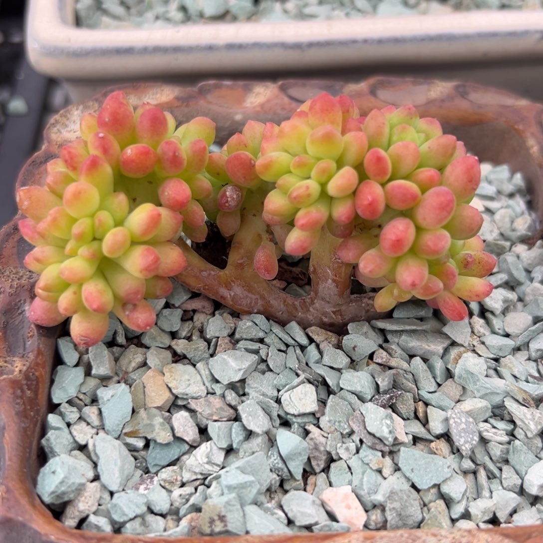 春萌缀精控多肉一物一拍