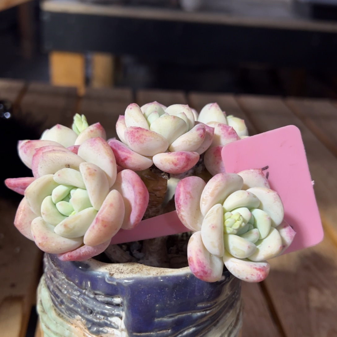 多肉植物一物一拍