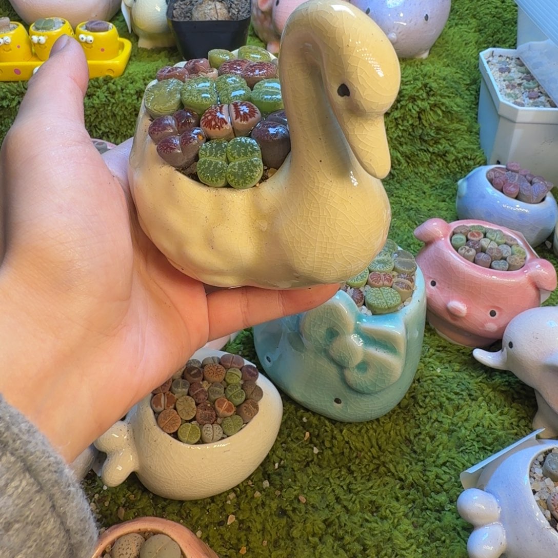 胡***粒多肉植物和植物等1081