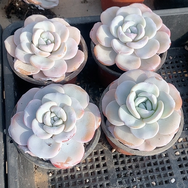 明*13-33号一物一拍雪莲