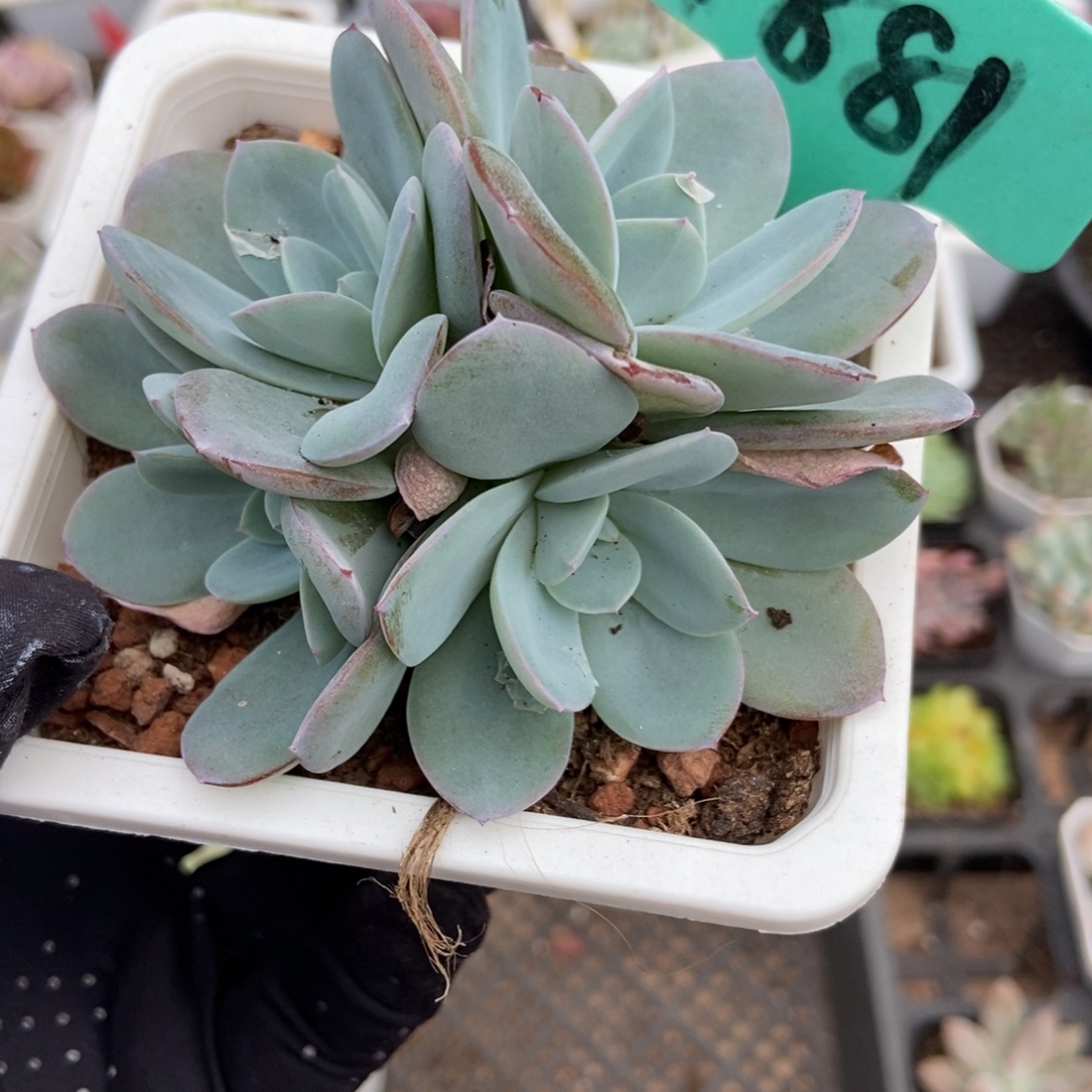 1881布鲁蓝多肉植物保护