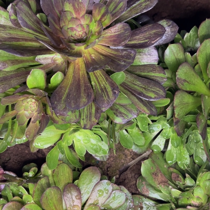 1628南花月夜多肉植物