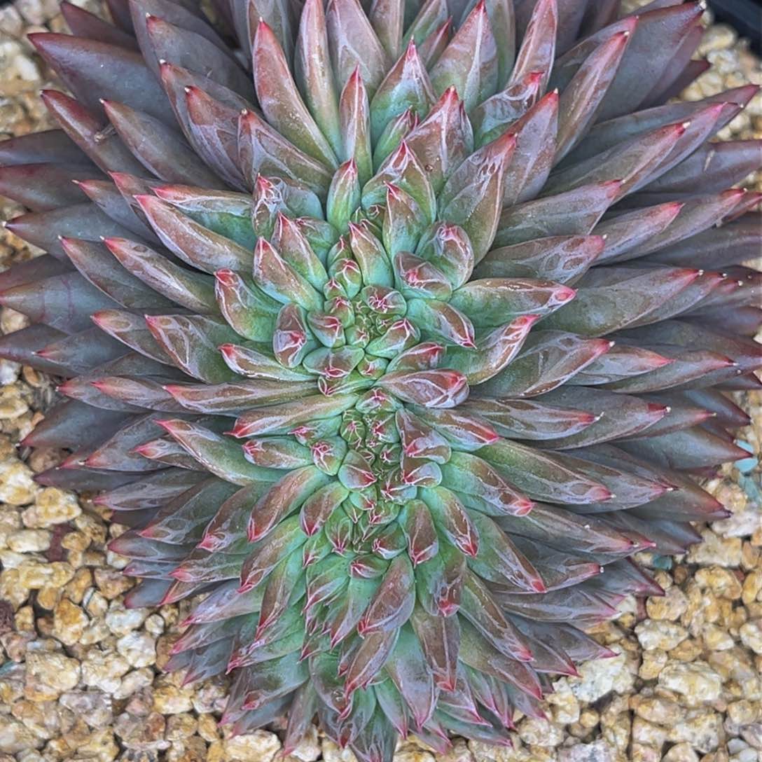 2302号晚上多肉植物群生多肉植物