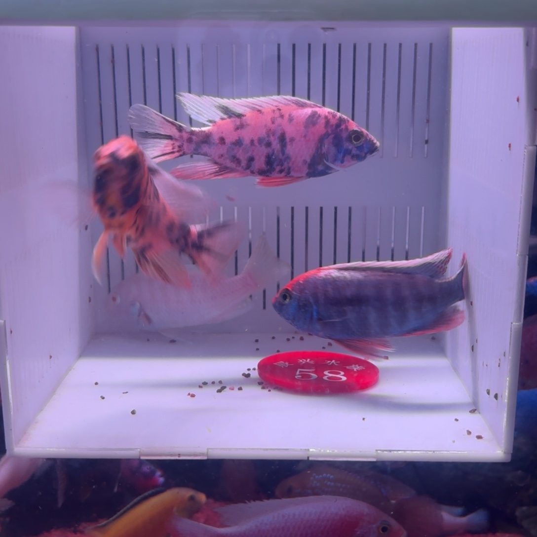 慈鲷鱼直播58号4条