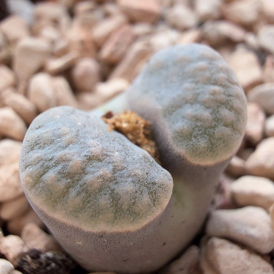 2.13.12/雪花班克磁铁/多肉植物