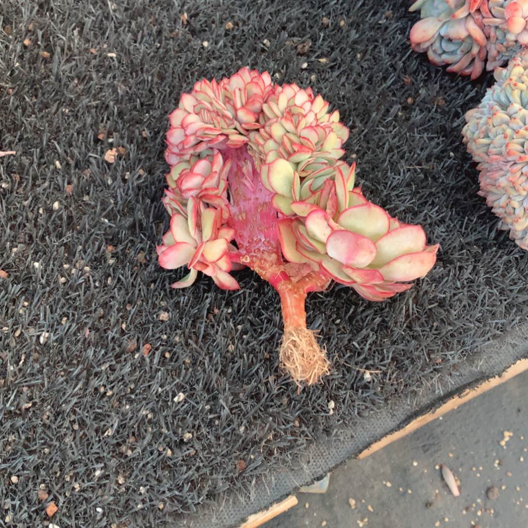 多肉植物多肉植物