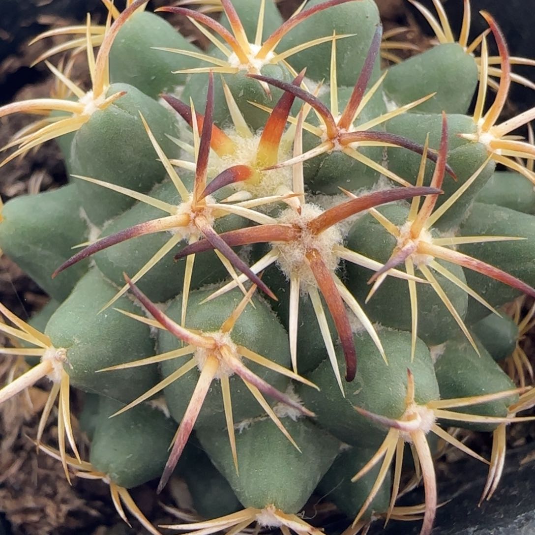 010实生钢丁多肉4厘米